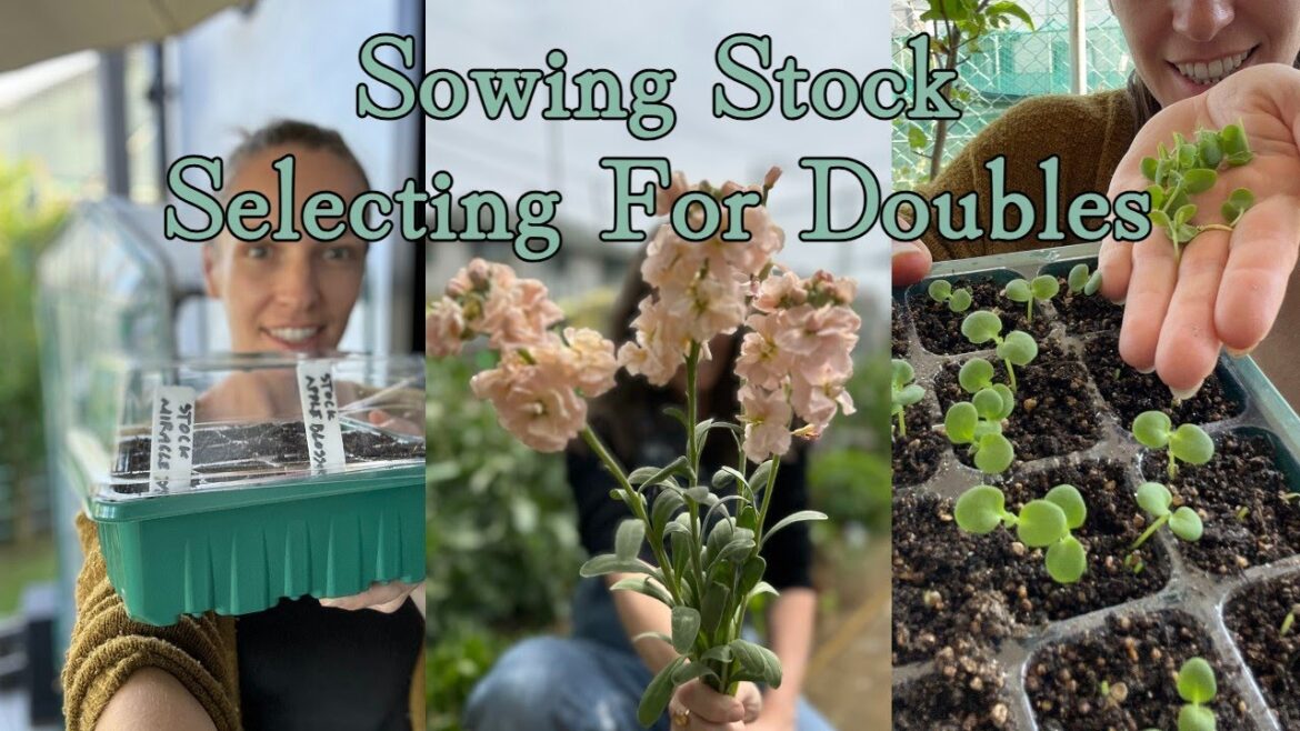 Sowing Stock Flower Seed and Selecting For Doubles