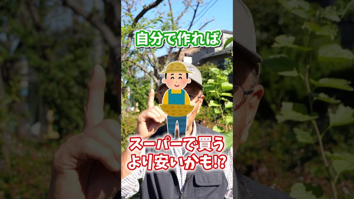 家庭菜園や農園の秋冬野菜栽培で11月から間に合うおすすめ野菜品種3選!【農家直伝】#shorts 家庭菜園や農園の秋冬野菜栽培で11月から間に合うおすすめ野菜品種3選!【農家直伝】#shorts