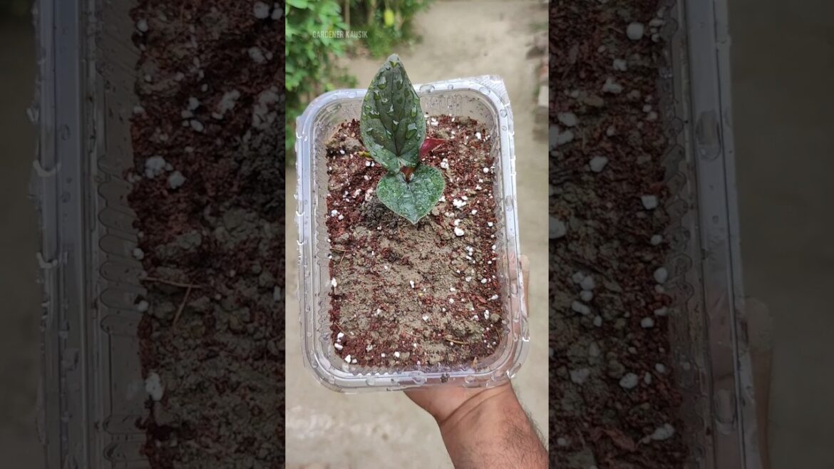 one of the best way to reuse plastic containers for propagation indoor plants #shorts #reuse one of the best way to reuse plastic containers for propagation indoor plants #shorts #reuse