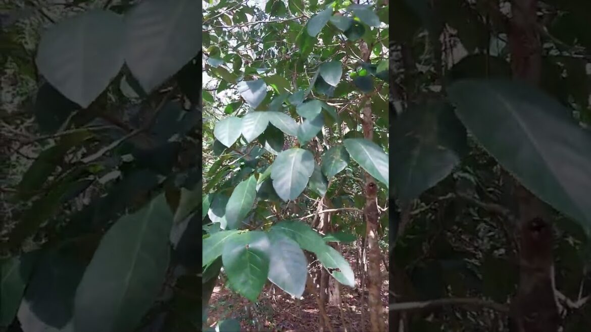 What we can learn from Nature | Food Forests What we can learn from Nature | Food Forests