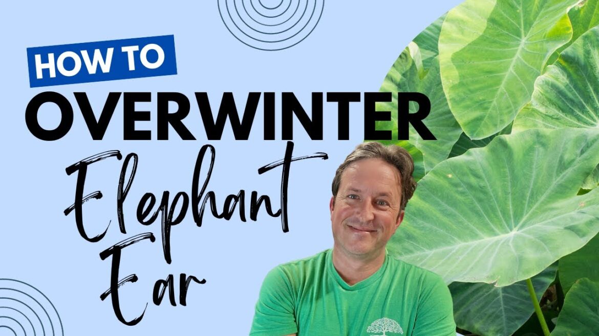Conquer the Cold: Protecting Your Elephant Ear Bulbs During Winter