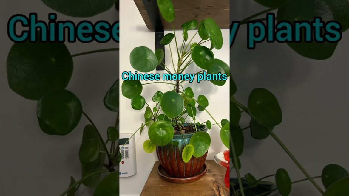 Rare & eye-catching indoor plants Rare & eye-catching indoor plants