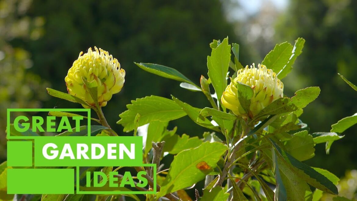It’s all about Warratahs | GARDEN | Great Home Ideas It's all about Warratahs | GARDEN | Great Home Ideas