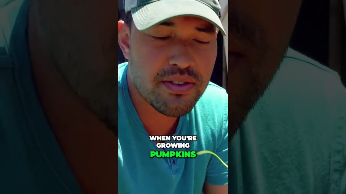 The Secret Trick to Growing Huge Pumpkins Revealed #garden The Secret Trick to Growing Huge Pumpkins Revealed #garden