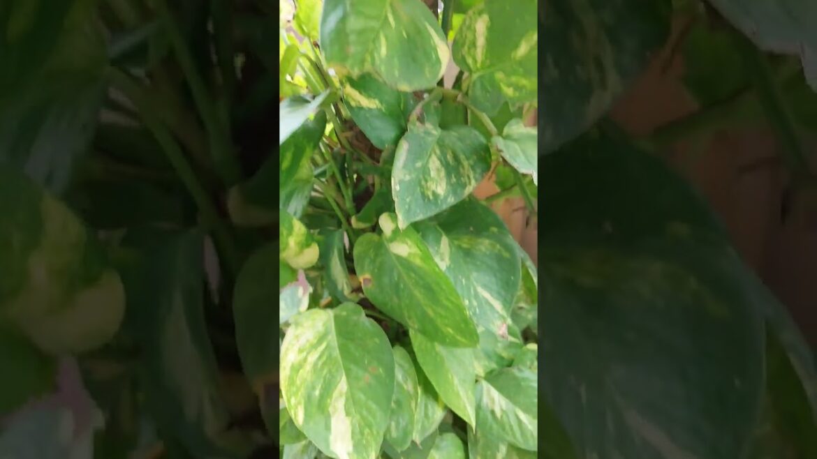 #moneyplant ko kese bushy kren #containergardening #rooftopgarden #budgetgardening