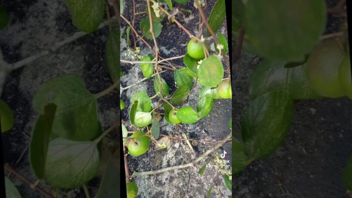 How to make Dungs Dounce, Dunks or jujube fruit, candid fruit. How to make Dungs Dounce, Dunks or jujube fruit, candid fruit.