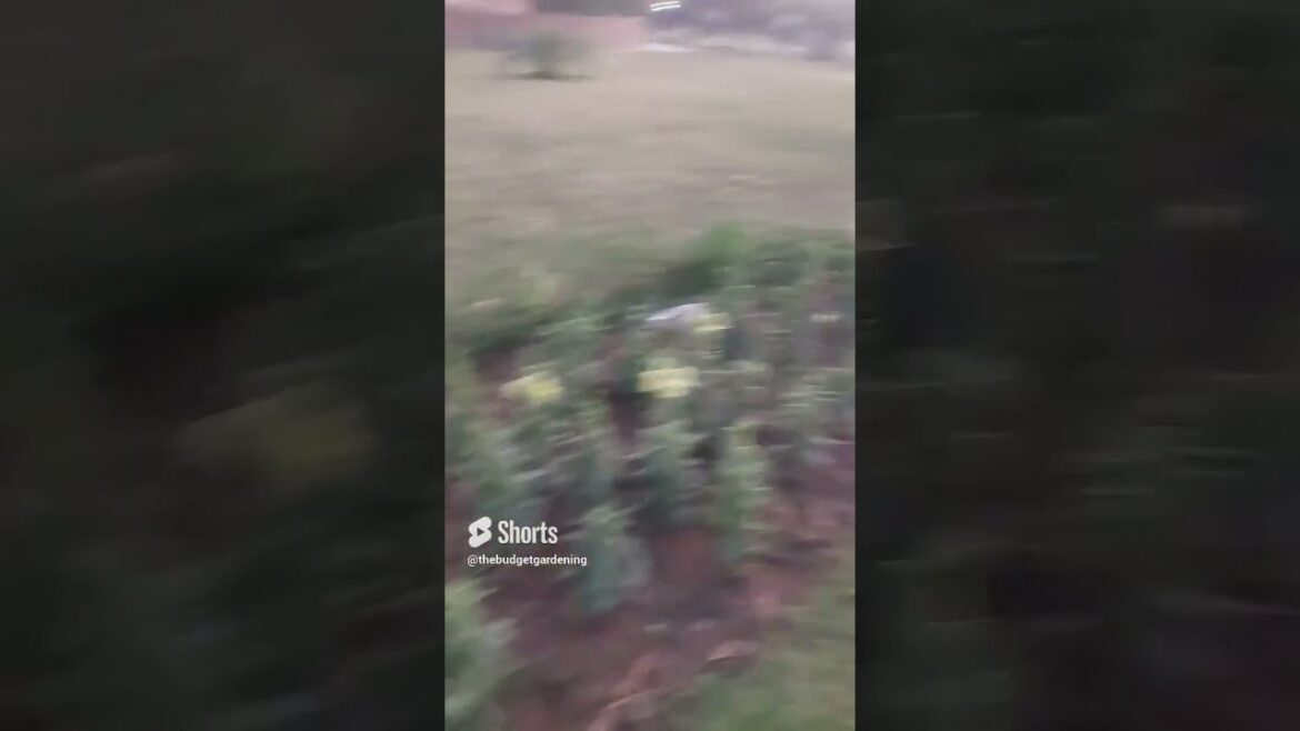 beautiful yellow flower bunch 💛 ✨️ #gardening #containergardening #homeplants #viral #garden #aloe