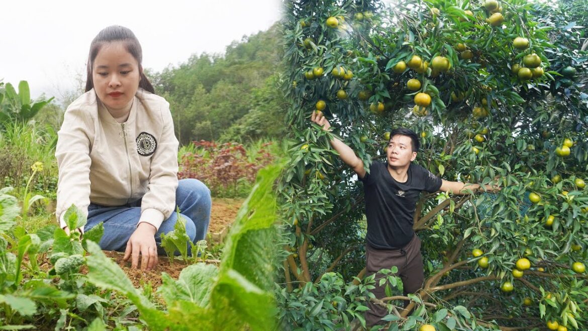 Harvesting Tangerines Goes to countryside market sell - Vegetable gardening || Happy Family