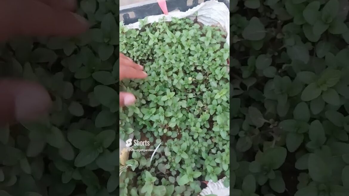 #rooftopgardenmint is growing crazy 🤪  #rooftopgarden #shorts #gardening #mintplant  #alovera #viral