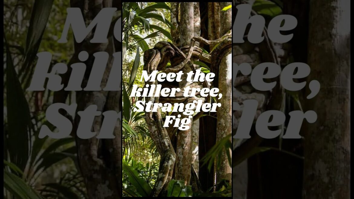 Meet the Killer Tree, 'Strangler Fig' #wildlife #wild #nature