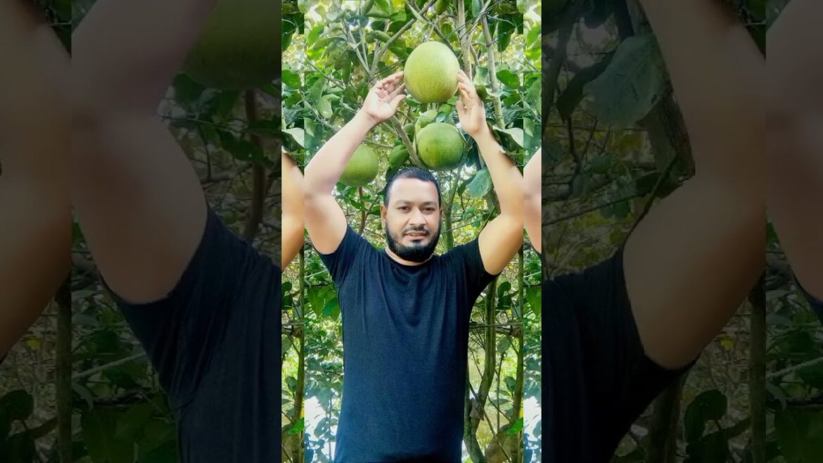 Pomelo fruit picking and tasting,,#shorts #short  #shortsfeed #garden #gastng #trending #funny #live