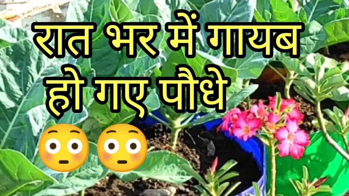 how we protect plants from rats how we protect plants from rats