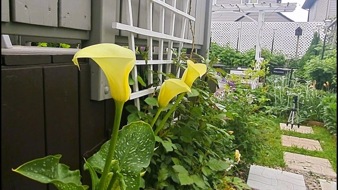 Small Backyard Garden Tour | The Garden Is Evolving | Zone 5A Canada #gardentour #garden #relaxing