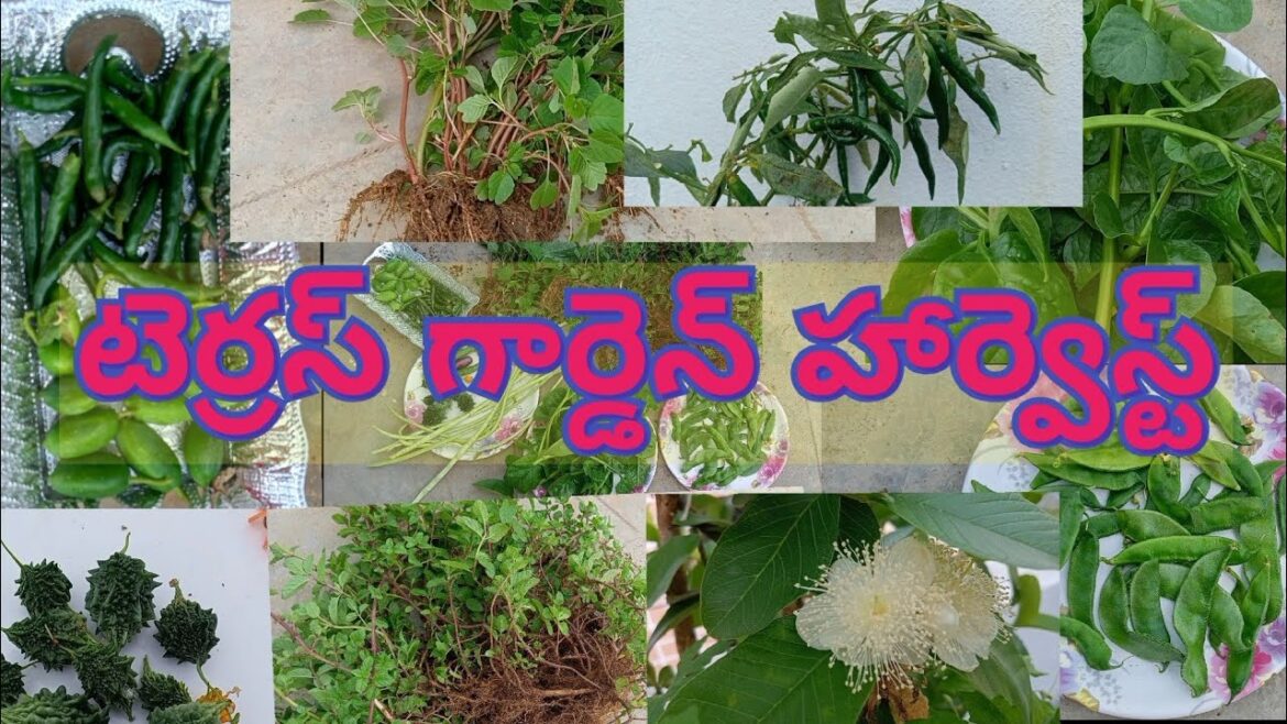 Terrace Garden Harvest & Tips/Home Garden Harvest Telugu/Easy Growing plants Harvest/@anusha bellam