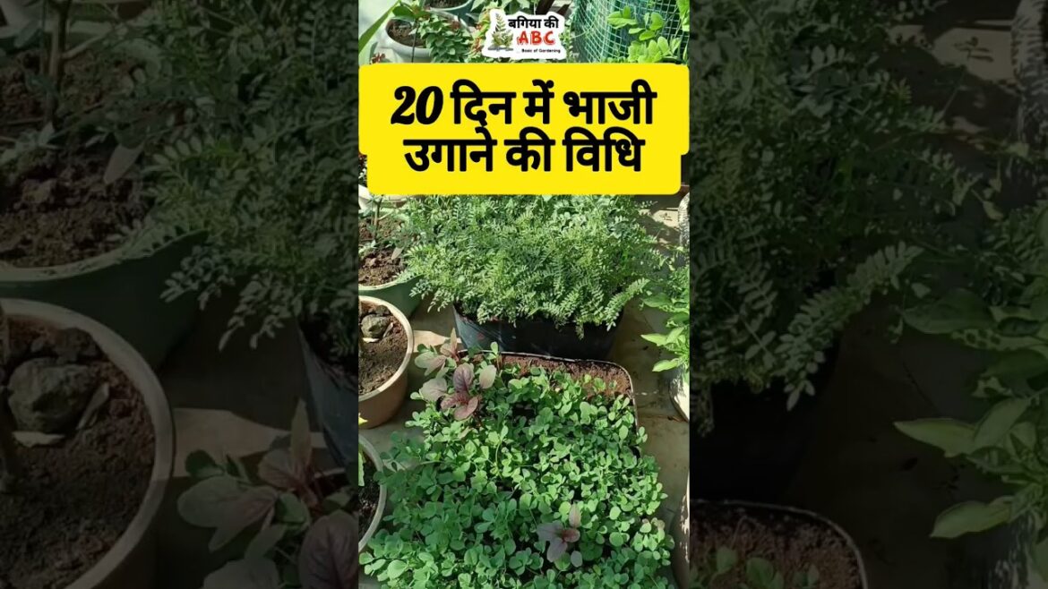 How To Grow Fast vegetables in container #youtubeshorts How To Grow Fast vegetables in container #youtubeshorts