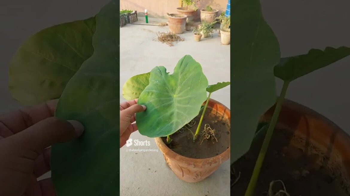 big #arvileaf #youtubeshorts  #homeplants #containergardening #viral #gardening #aloe #garden