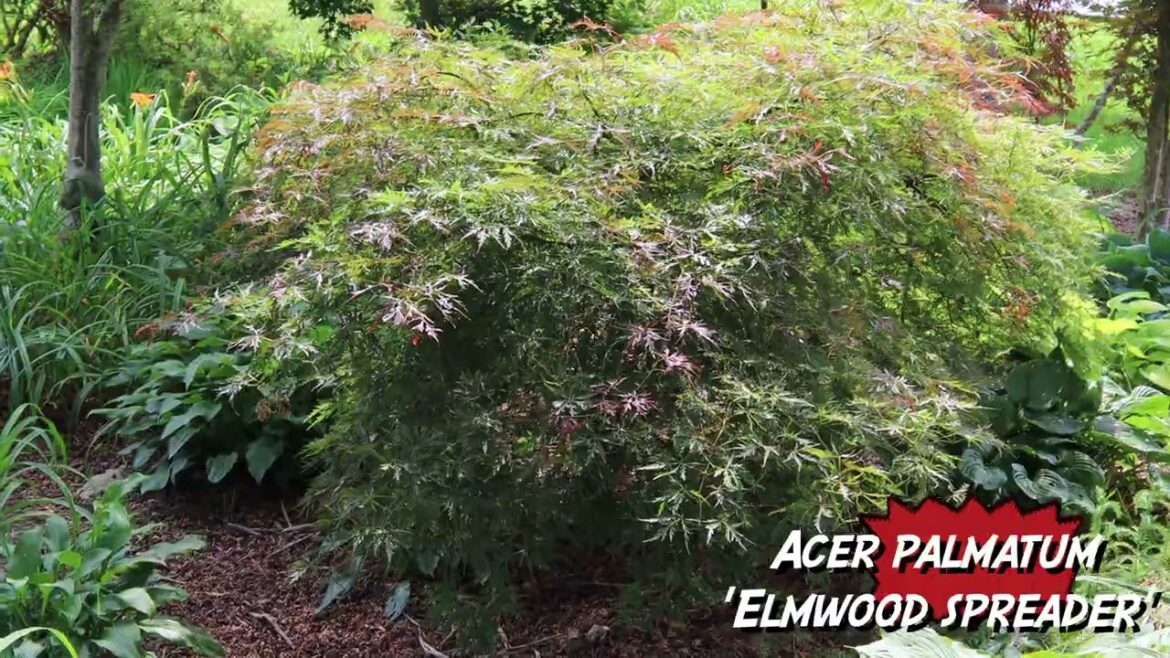 Clip It Up ~ Acer palmatum ‘Elmwood Spreader’ Clip It Up ~ Acer palmatum 'Elmwood Spreader'