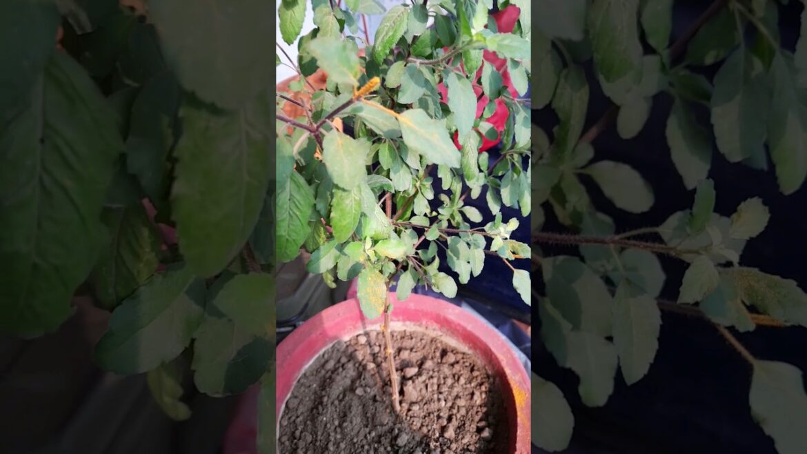 Tulsi Maiya Ho Gayi Ghani Aur Hari Bhari 🙏 #Shorts #viral #trending #garden #plants
