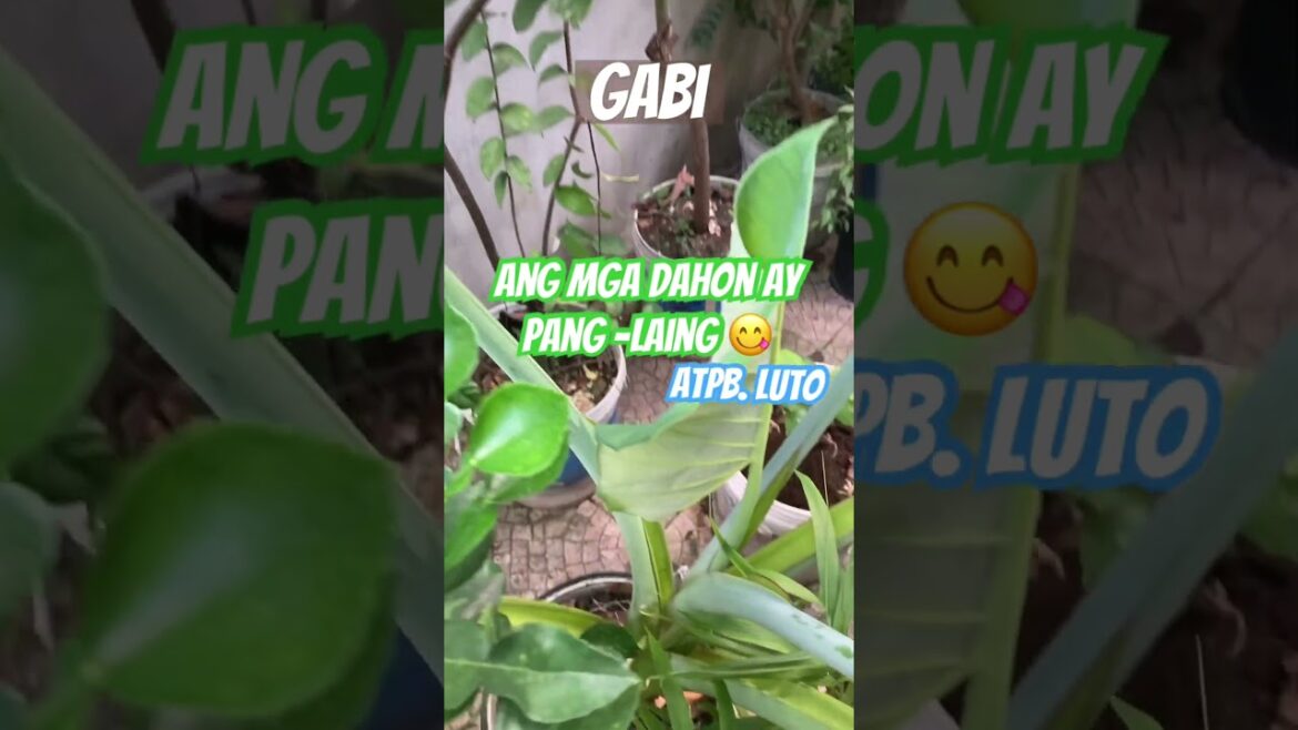 #growing #TARO in a #bucket in our #urbangarden πΏ #huge #edible #leaves π #food #galore π #growing #TARO in a #bucket in our #urbangarden πΏ #huge #edible #leaves π #food #galore π