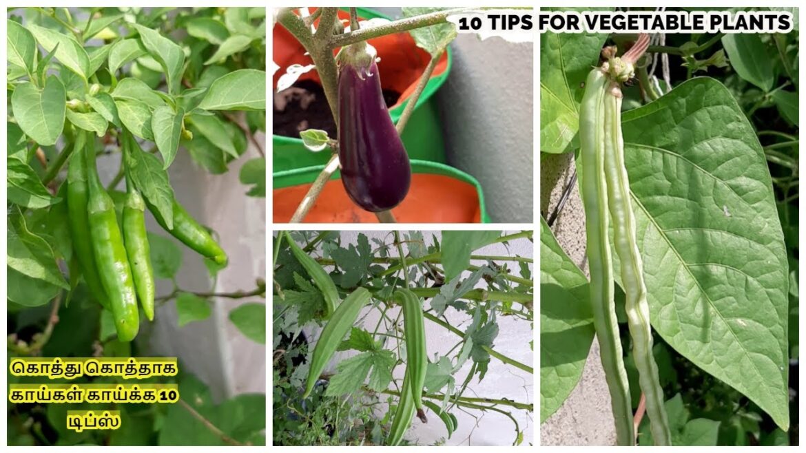 10 tips for Vegetable Plants (தமிழ் ) 10 tips for Vegetable Plants (தமிழ் )