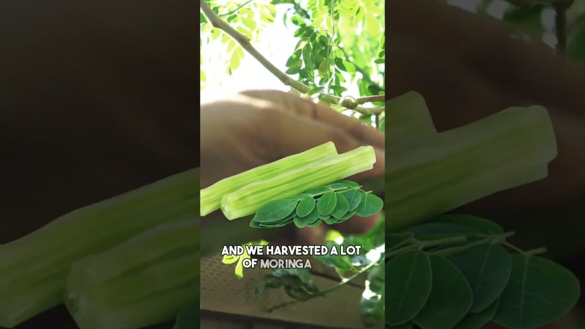 November Garden Bounty Part 2! #Shorts