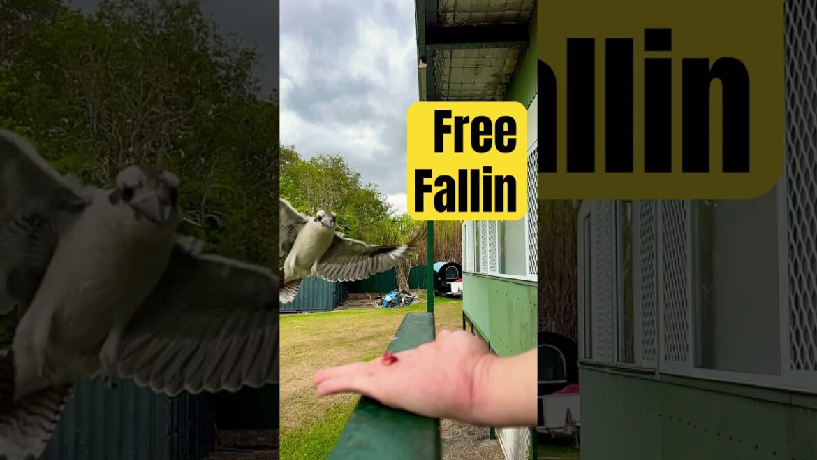 Kookaburra Base Jumping! #bird #kookaburra Kookaburra Base Jumping! #bird #kookaburra