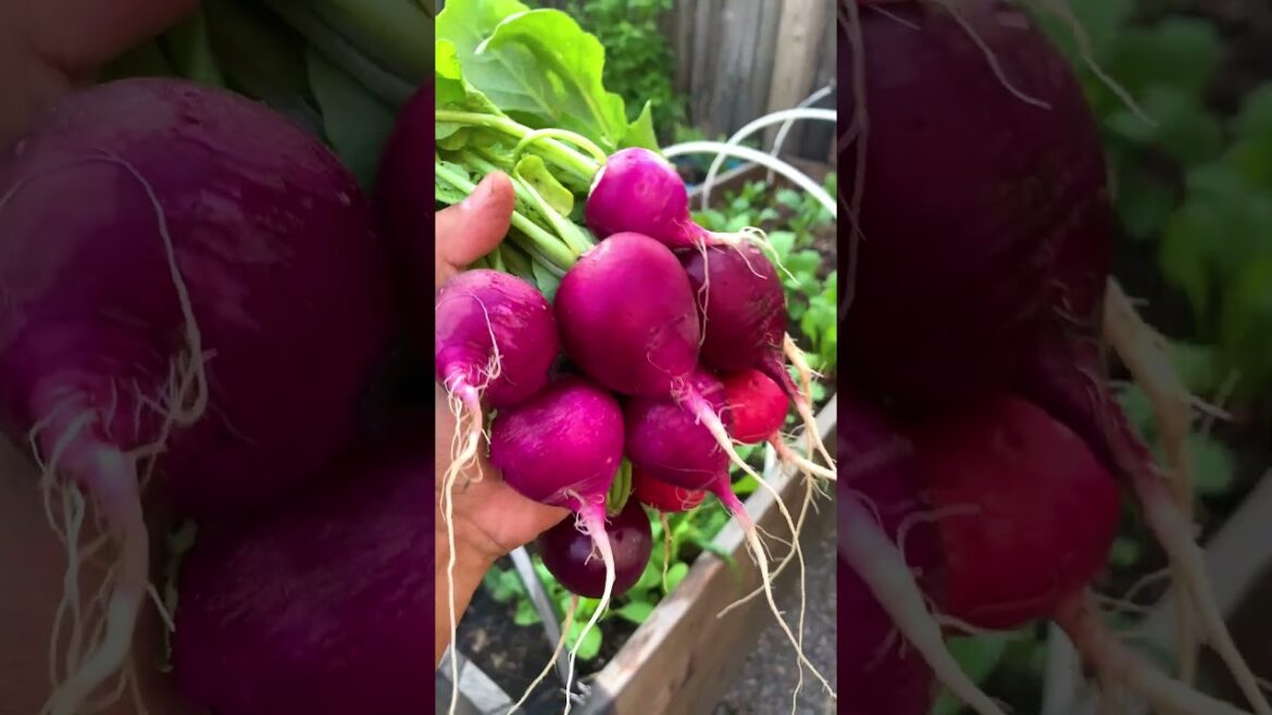 Garden bed timeline in a single growing season, how we prep up the bed and what we grow