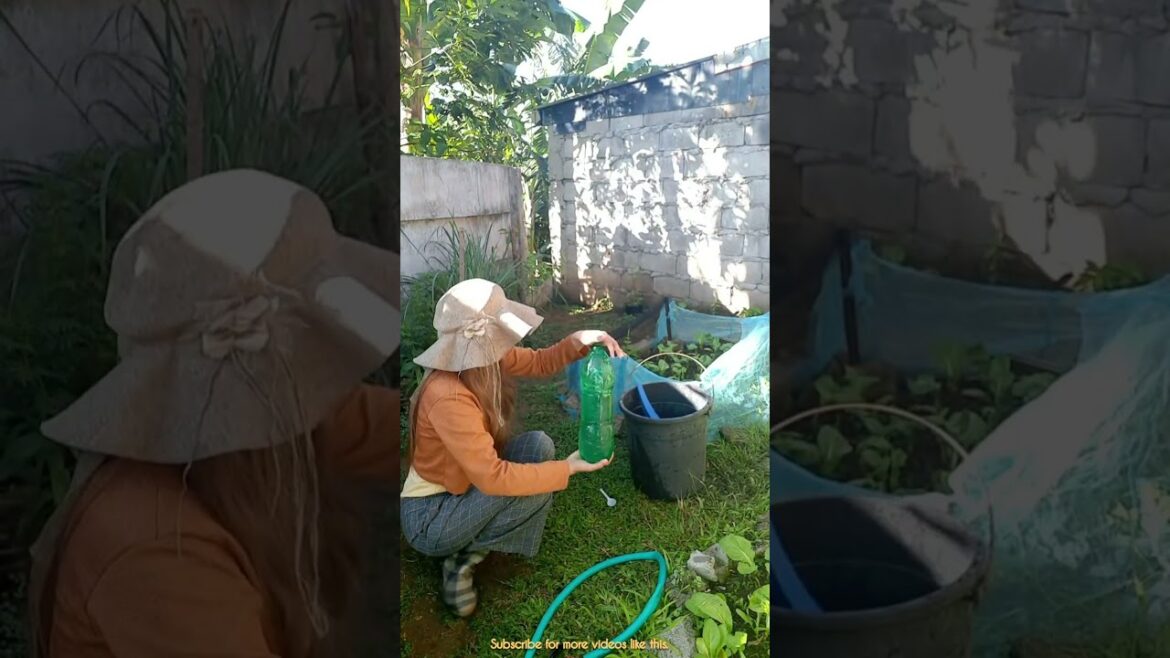 My small backyard garden #vegetablegarden #backyardgarden  #shorts