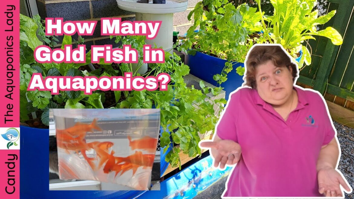 How Many Goldfish Can I Have in Aquaponics?