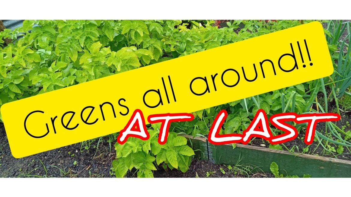 Vegetable gardening in the Allotment.