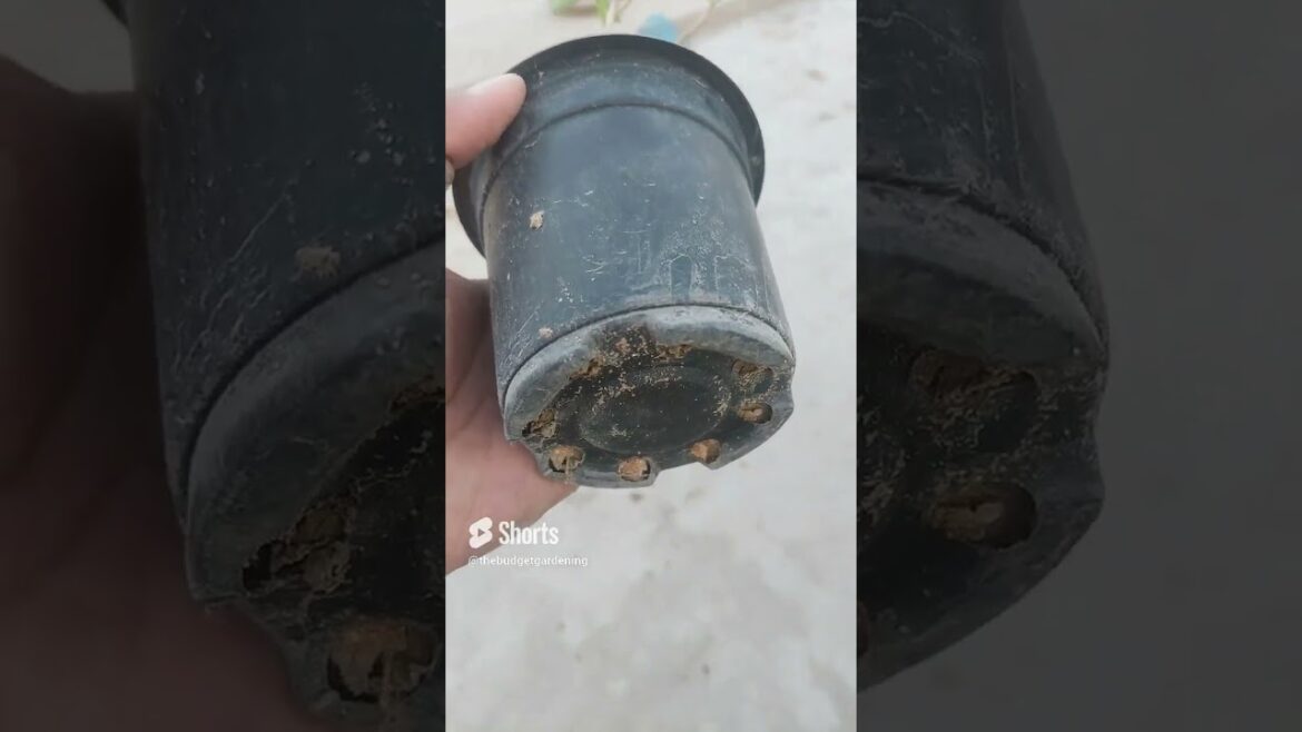 best flowering plant for lawn border making #gardening #homeplants #containergardening #viral #aloe best flowering plant for lawn border making #gardening #homeplants #containergardening #viral #aloe