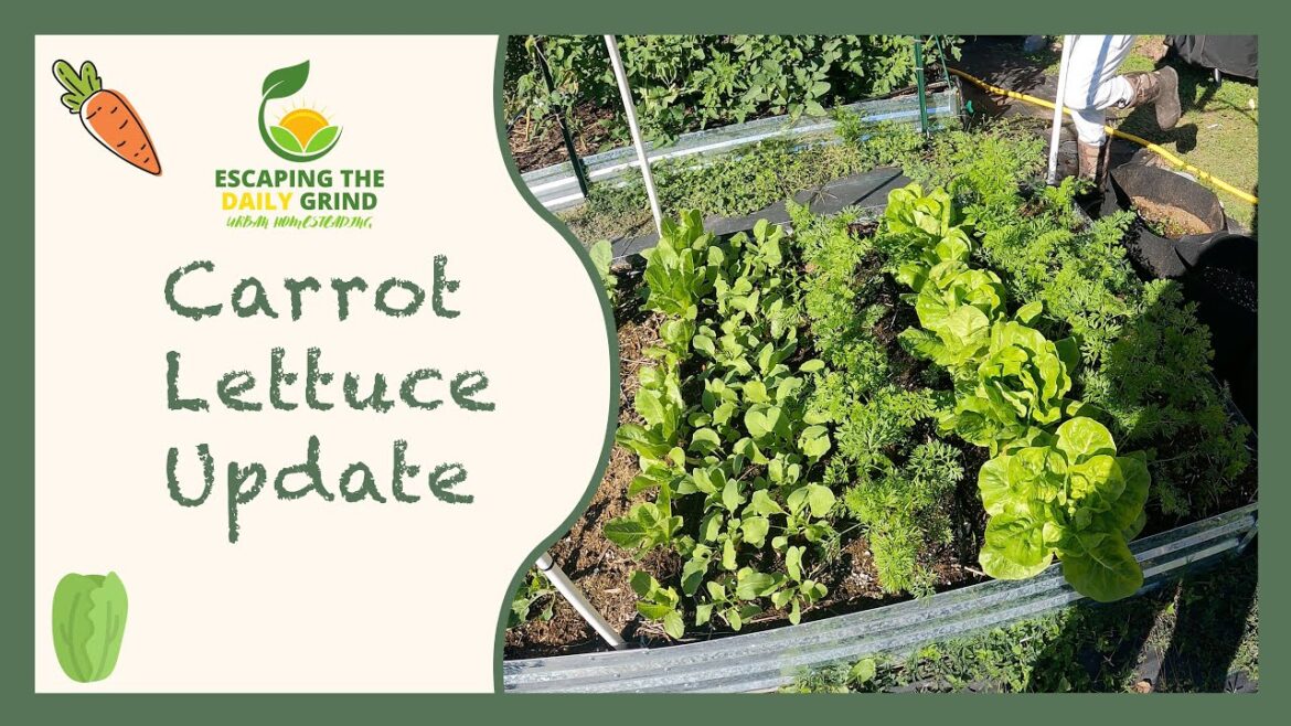 Garden Update: Carrots and Lettuce Almost Ready for Harvest! π±π₯ Garden Update: Carrots and Lettuce Almost Ready for Harvest! π±π₯