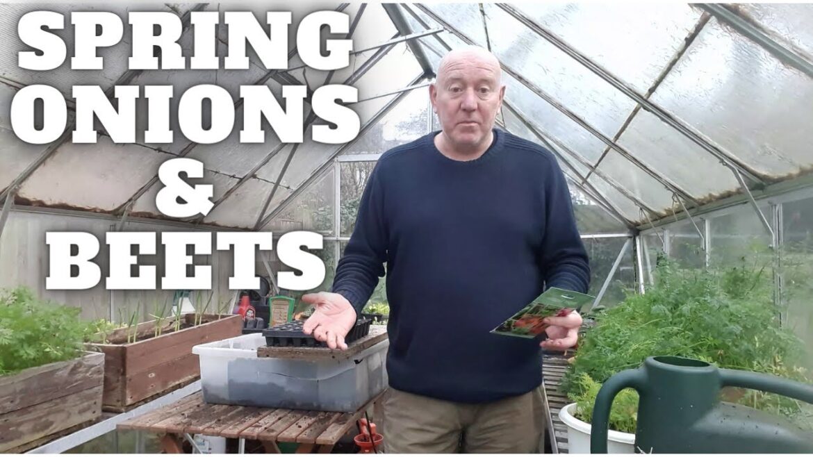 Spring Onions & Beets [Gardening Allotment UK] [Grow Vegetables At Home ]