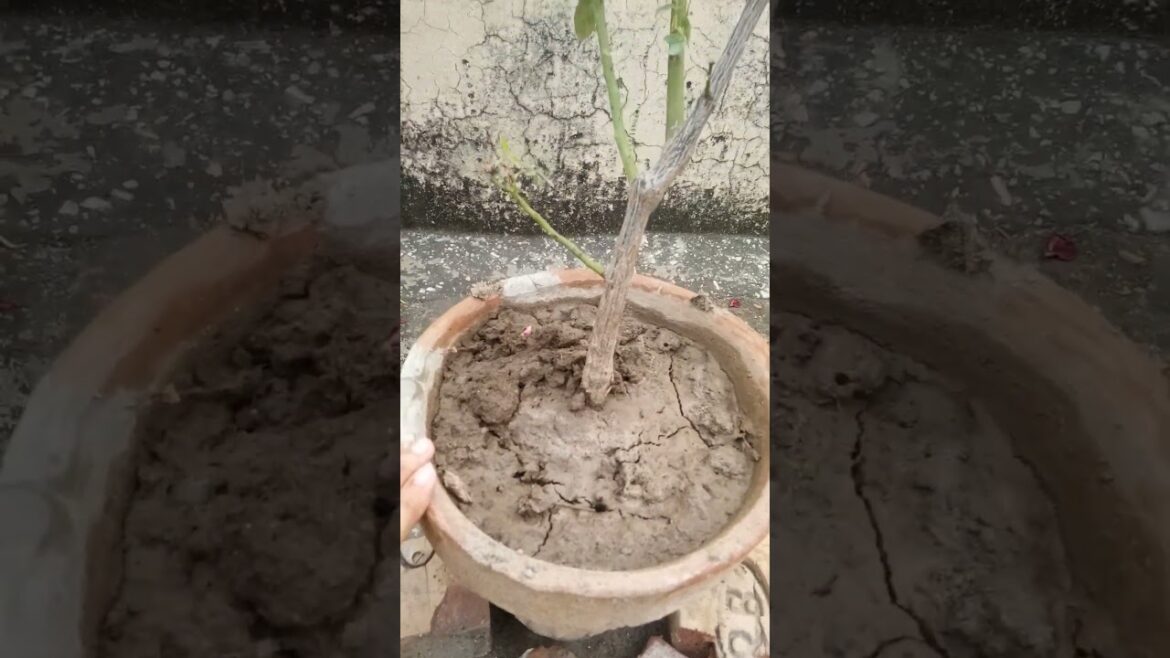 How To Grow Rose Plant | How To Give Fertilizer Rose Plant | Banana Peel Fertilizer @dailyhabits92