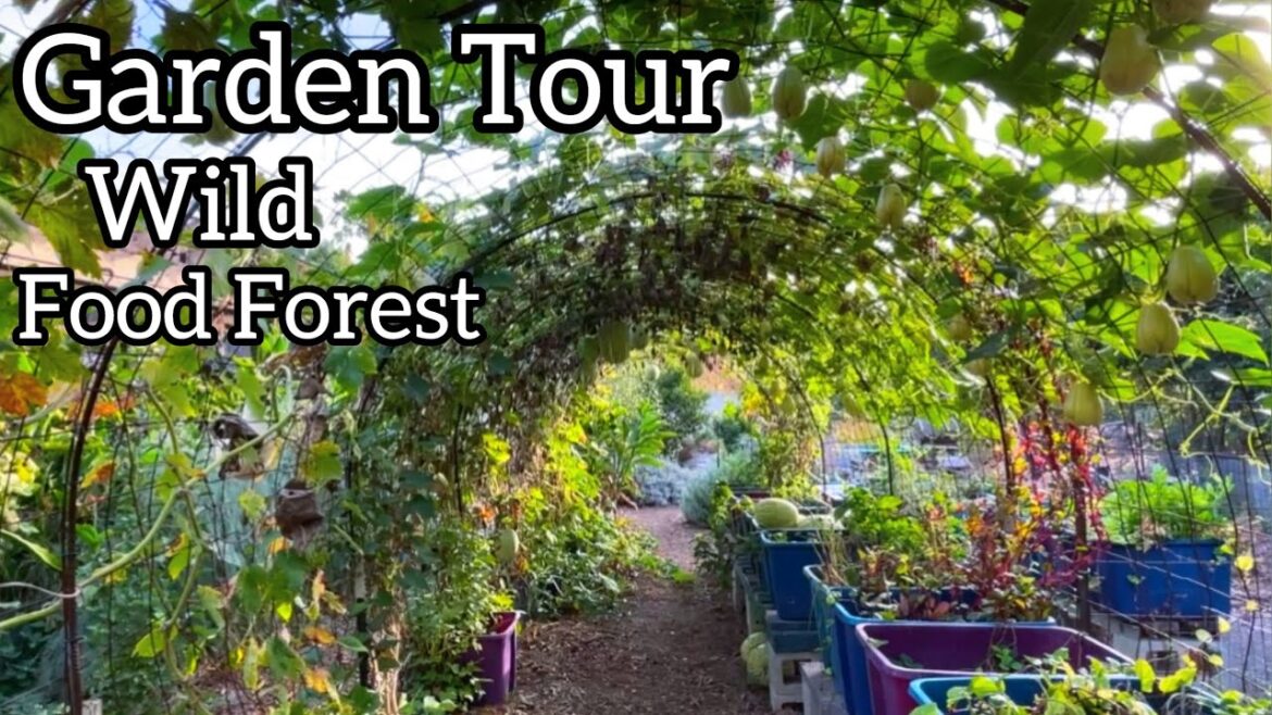 Garden Tour Treat through a Wild Food Forest Container Gardening Tomatoes Collard Pepper Kale Squash