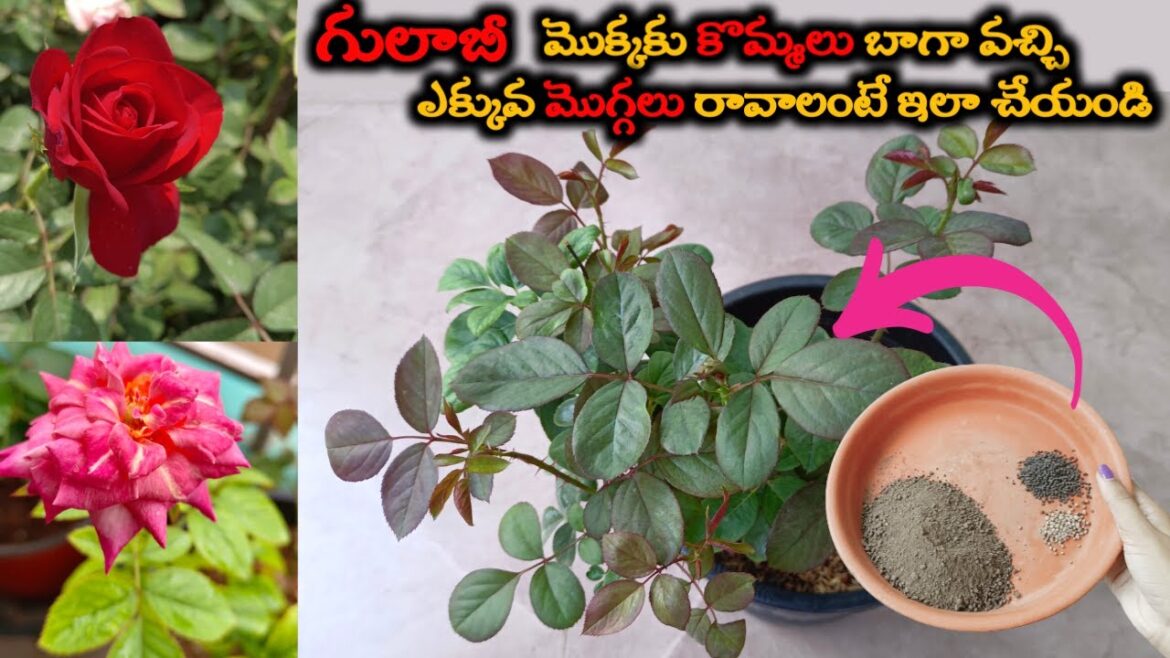 Rose Plant Growing Tips | గులాబీ మొక్కలో కొమ్మలు బాగా వచ్చి ఎక్కువ మొగ్గలు రావాలంటే ఇలా చేయండి