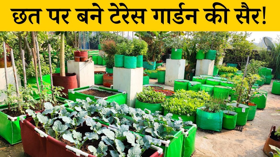 छत पर बने टेरेस गार्डन की सैर! Vegetable Terrace Garden Tour Video In Hindi 🌿 //Terrace & Gardening