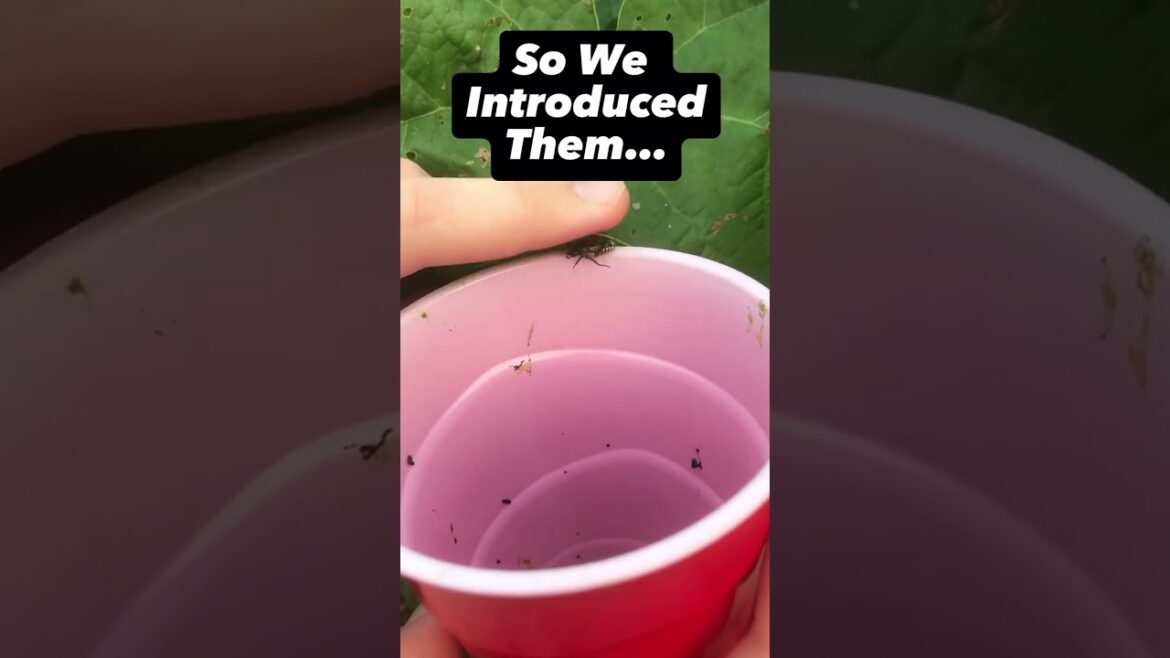 Introducing Japanese Beetles To My Chickens – Gardening with Chickens Introducing Japanese Beetles To My Chickens - Gardening with Chickens