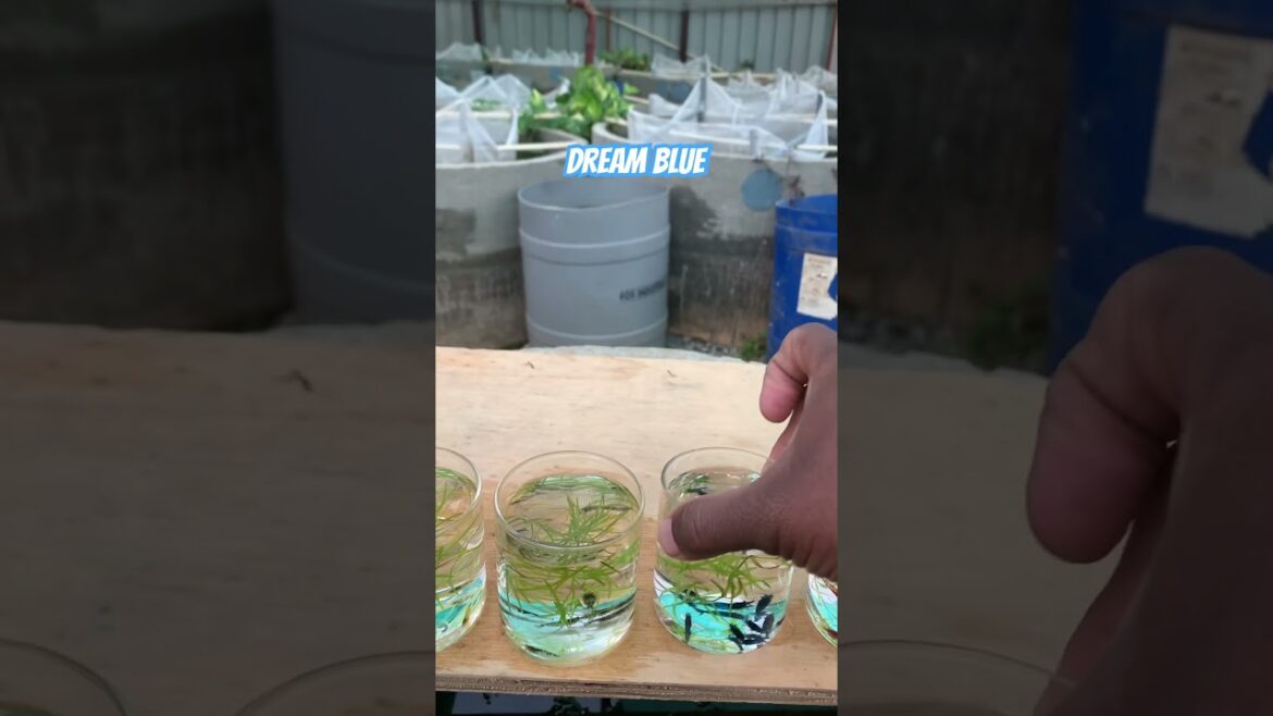 Varieties of shrimp strains! #shrimpbreeding #shrimpfarming #shrimpkeeping #shrimps #shorts #trends