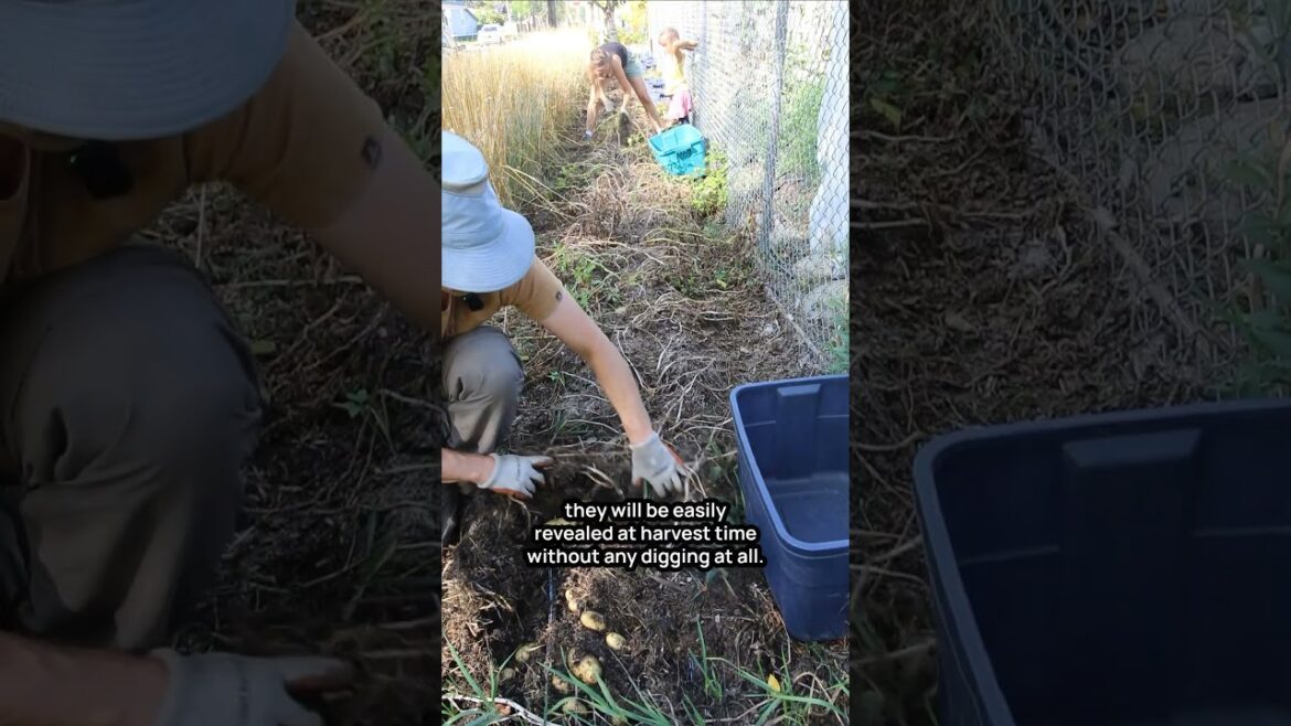 Growing Potatoes Without Digging Growing Potatoes Without Digging