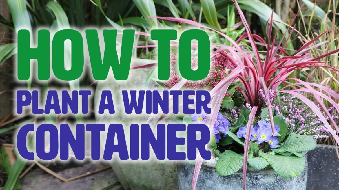 Plant A Winter Container To Add Colour To Your Garden