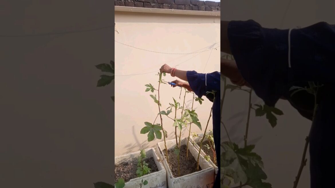 Harvesting Vegetables #shorts #youtubeshorts #terrace #gardening