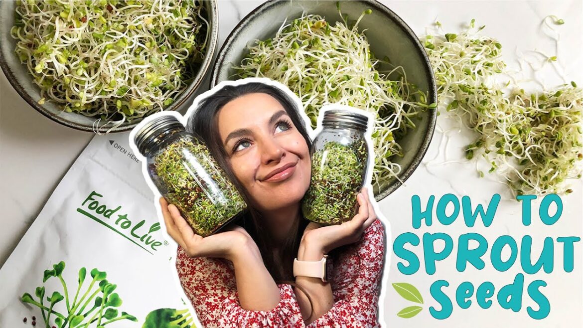 HOW TO SPROUT SEEDS | EASY GUIDE | Foolproof Method HOW TO SPROUT SEEDS | EASY GUIDE | Foolproof Method