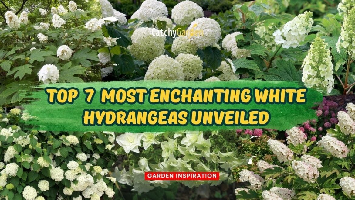 TOP 7 Most Enchanting White Hydrangeas Unveiled π±π // Gardening Ideas TOP 7 Most Enchanting White Hydrangeas Unveiled π±π // Gardening Ideas