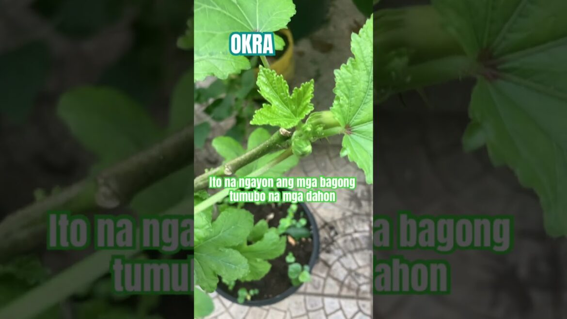 #Pruning our #productive #OKRA #plant in our #urbangarden 🪴 will it #spring #back to #Life ???