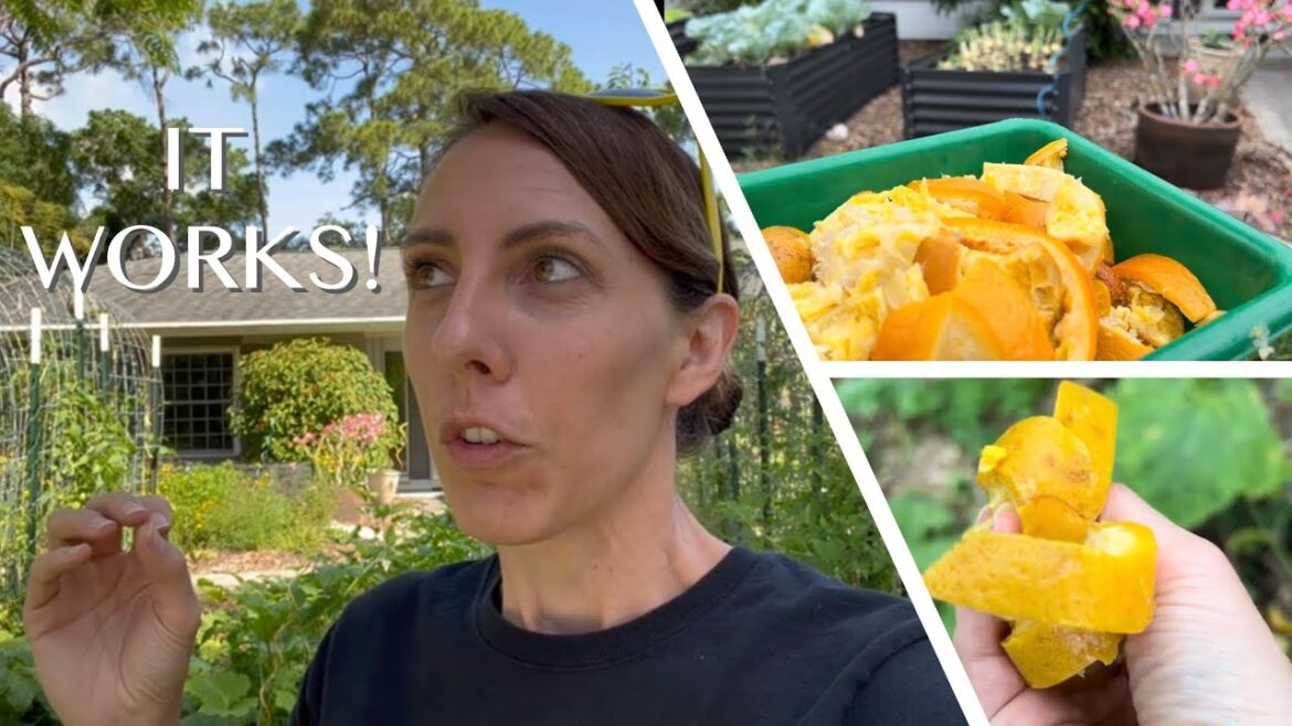 I tried this old Florida Gardener trick... Orange peel fertilizer and pesticide