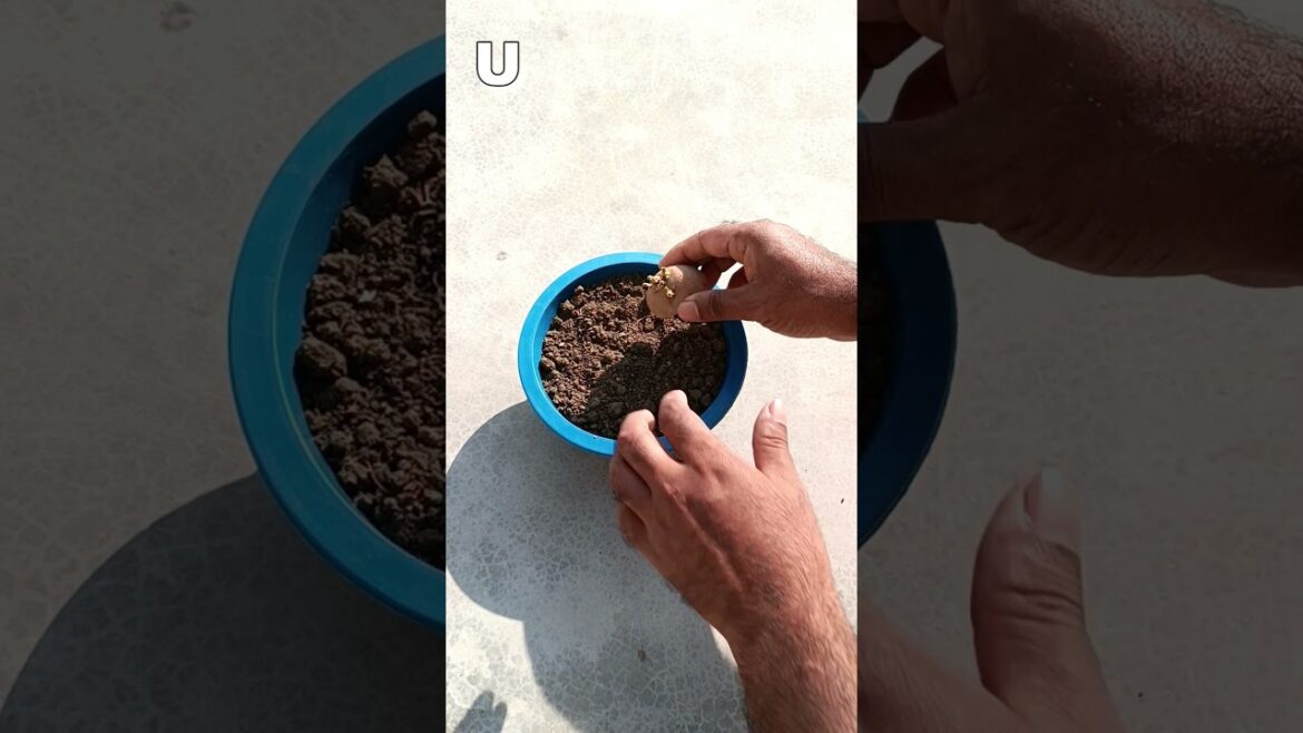 How to grow potato #gardening#youtubeshorts