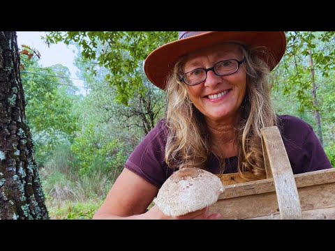 Forest Walk – Exploring Nature beside our Homestead in Portugal Forest Walk - Exploring Nature beside our Homestead in Portugal