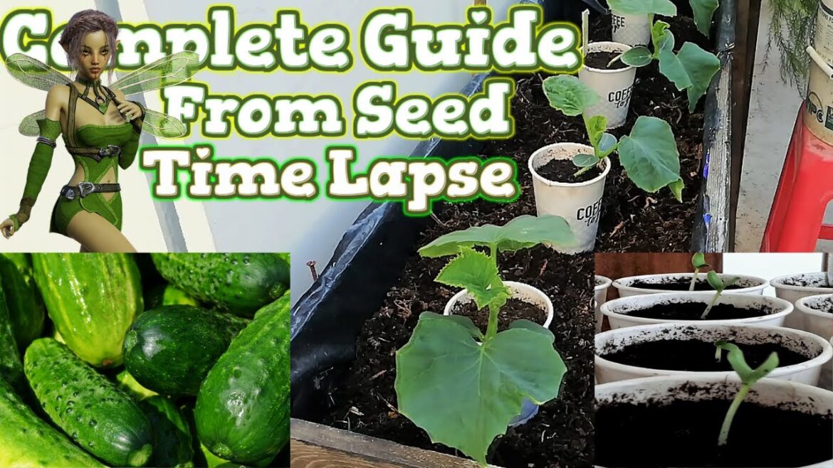 Growing Cucumbers from Seed Time Lapse | Containers Gardening Growing Cucumbers from Seed Time Lapse | Containers Gardening