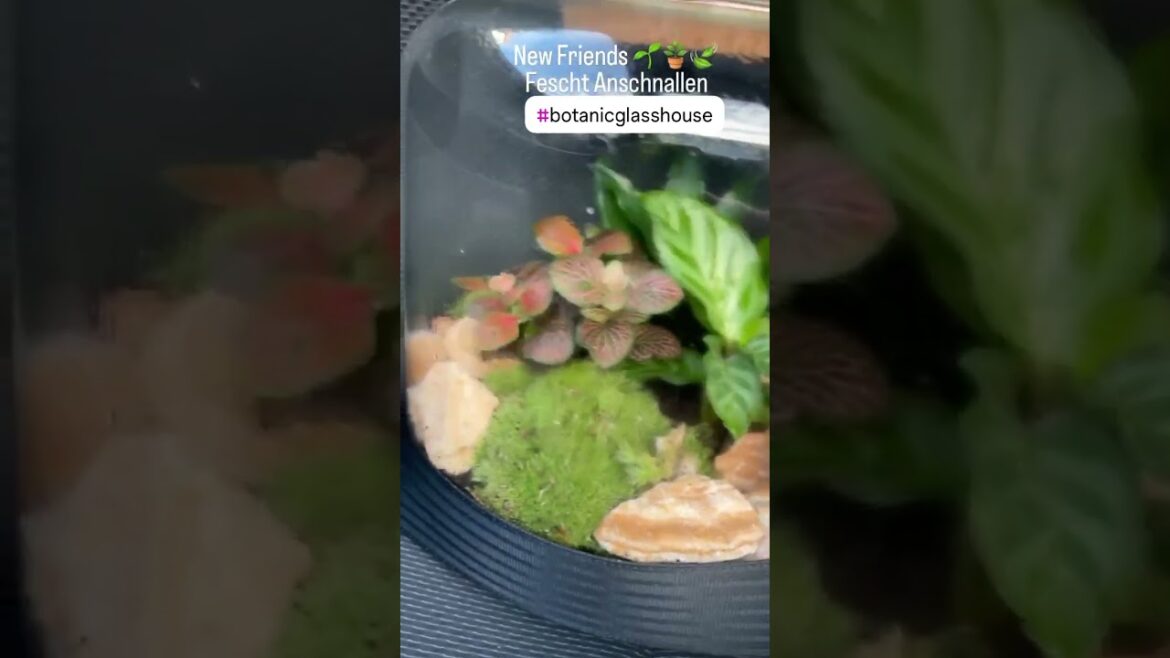 #plans #botanic #forest #garden #pflanzen #biosphere #grünerdaumen #botanicglasshouse #glasshouse